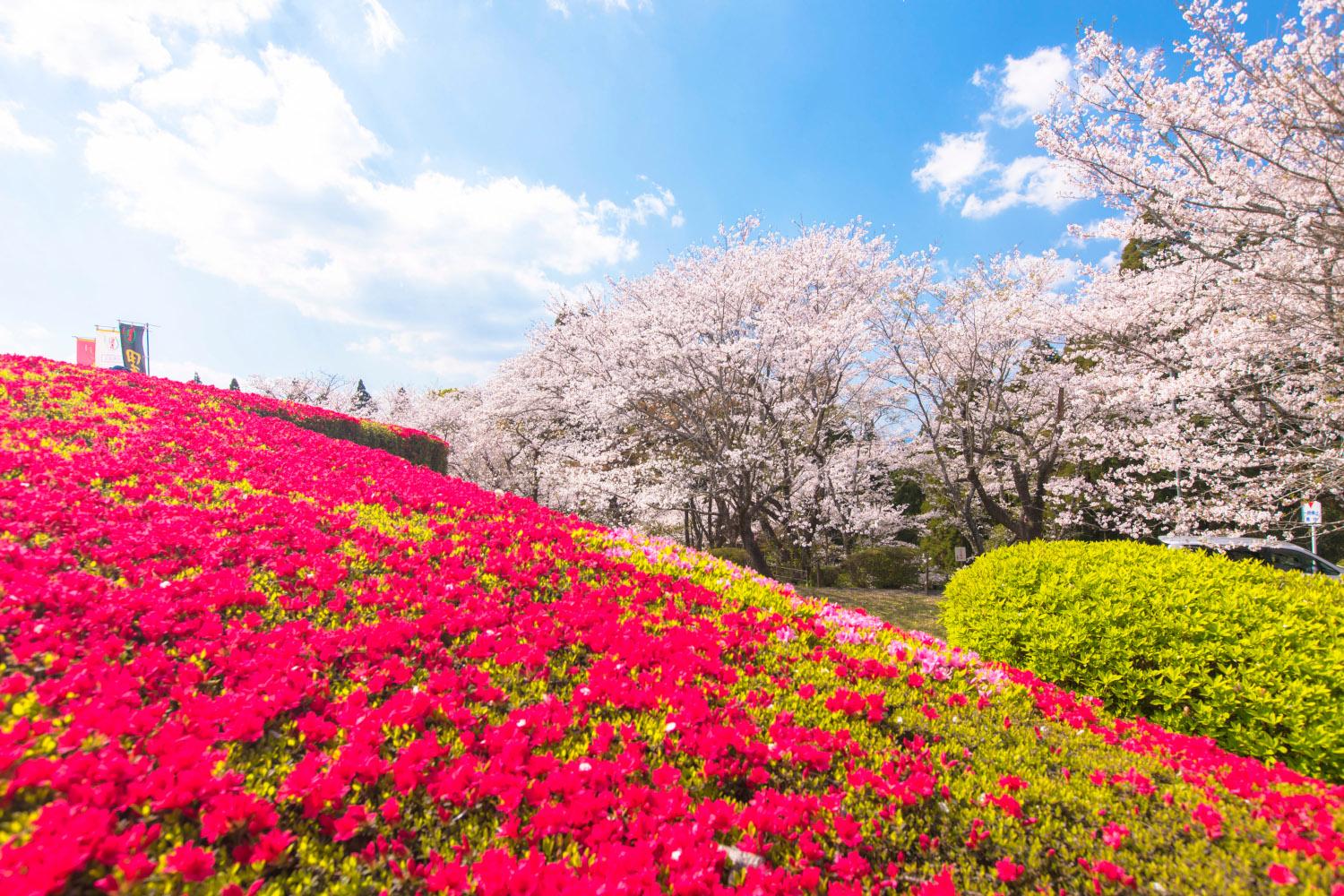 天ヶ城の見どころは桜だけじゃない！-1