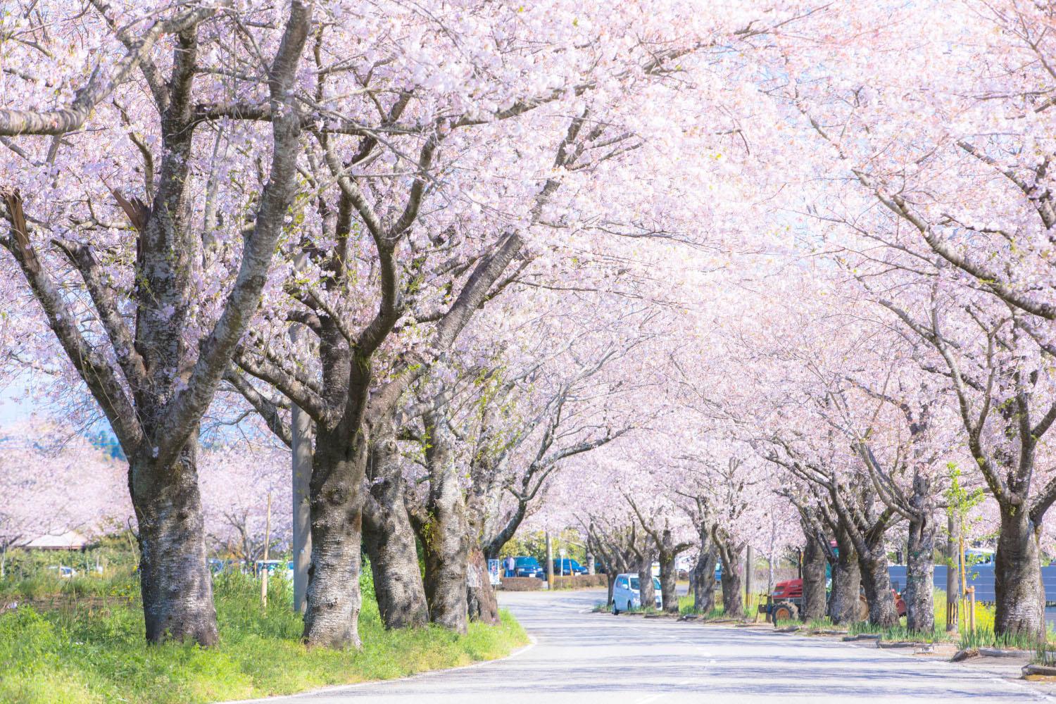 圧巻の桜並木がお出迎え-1