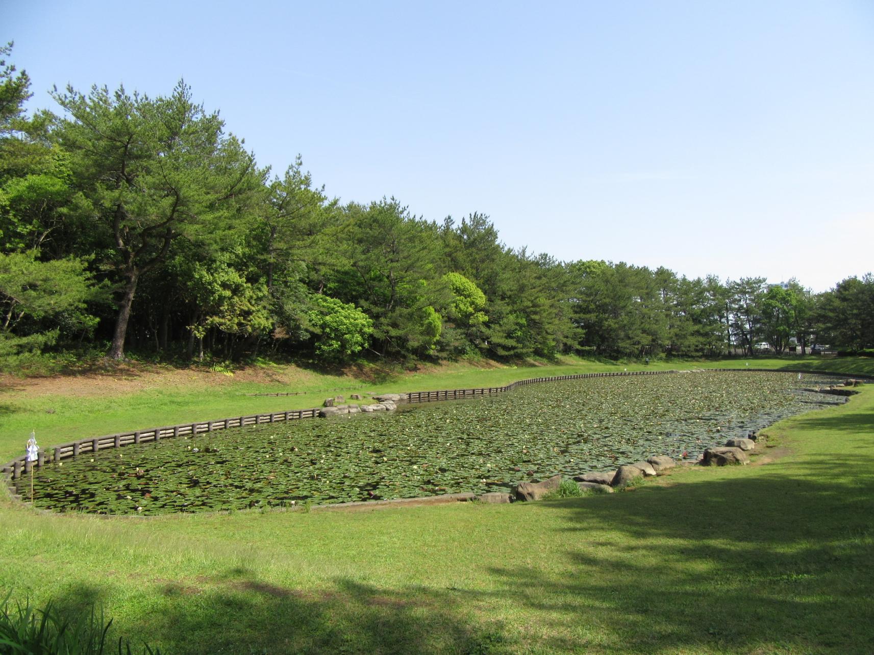 阿波岐原森林公園　市民の森-1