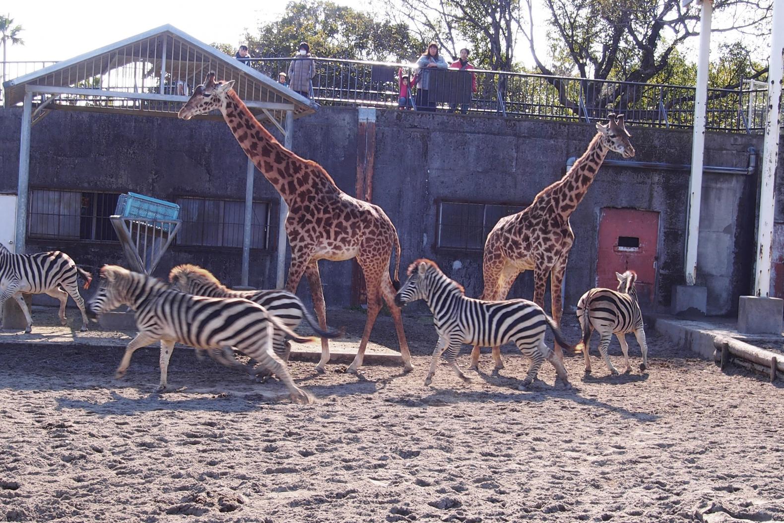 宮崎市フェニックス自然動物園-1