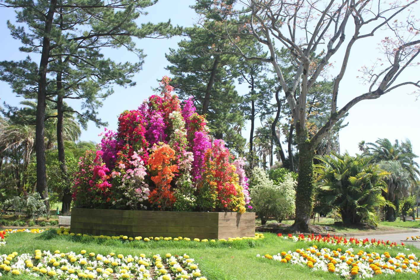 ブーゲンコレクション2026-1