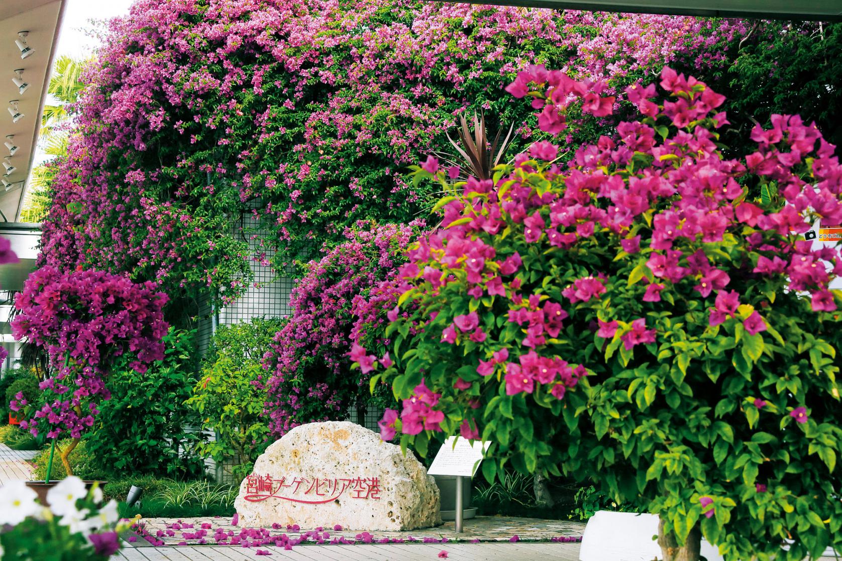 ブーゲンビリアが咲き誇る美しい空港-1
