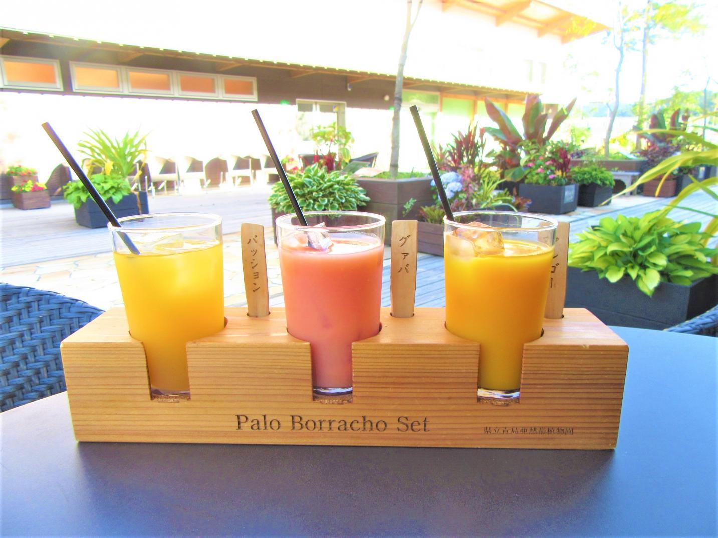 宮交植物園青島（Miyakoh Botanical Garden Aoshima）-5