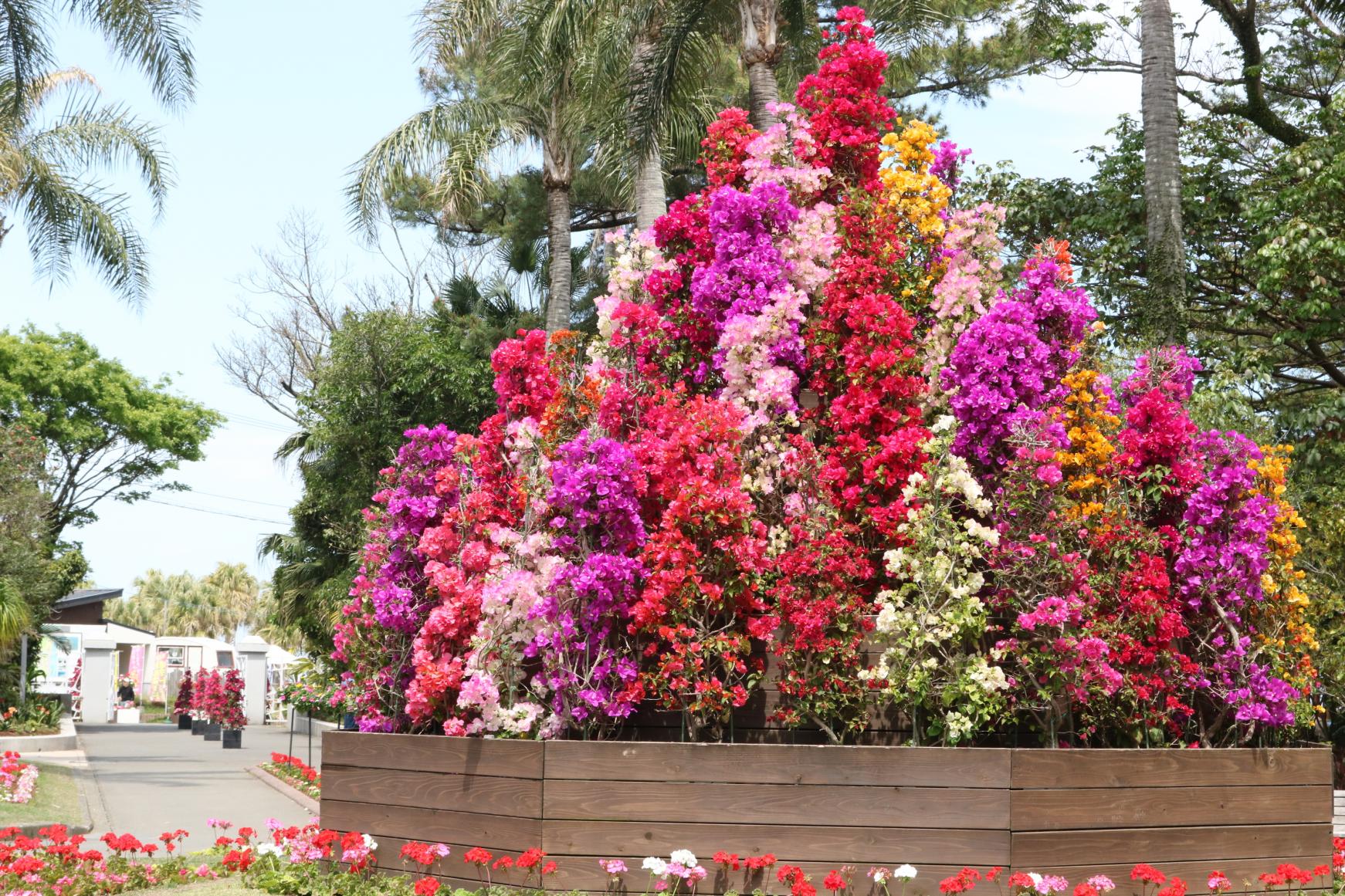 宮交植物園青島（Miyakoh Botanical Garden Aoshima）-4