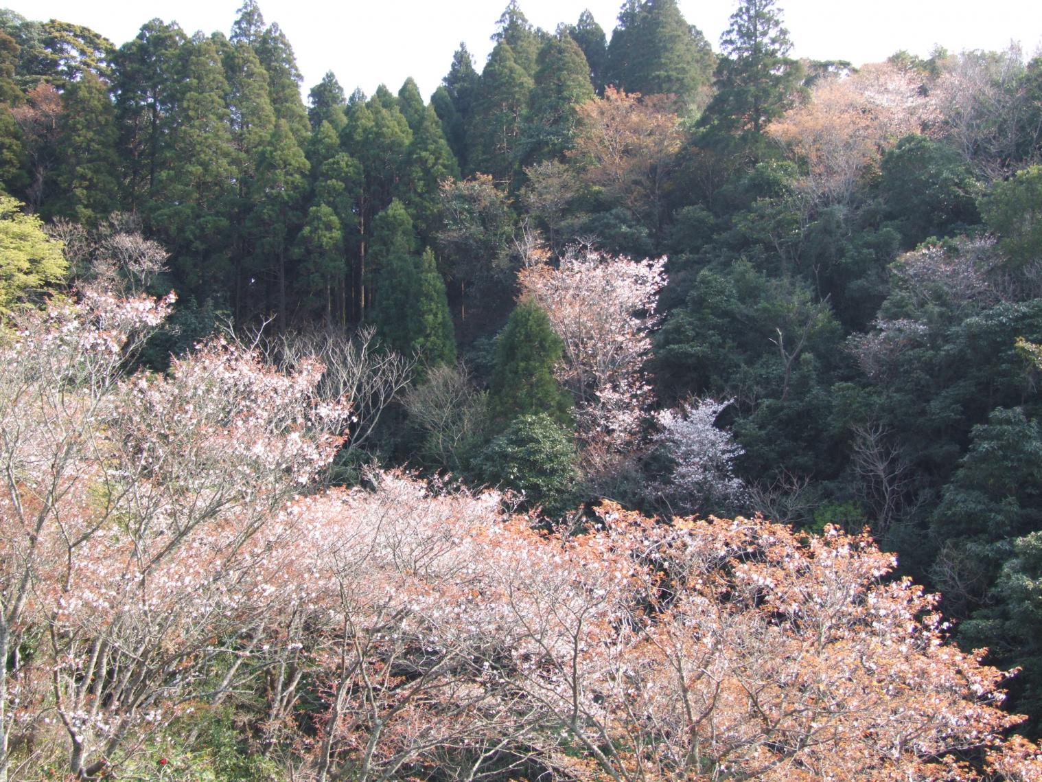 堀切峠の桜-0