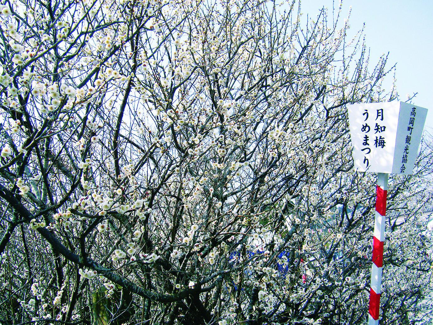 宮崎の梅・早咲の桜を見て一足早い春を感じよう！-1