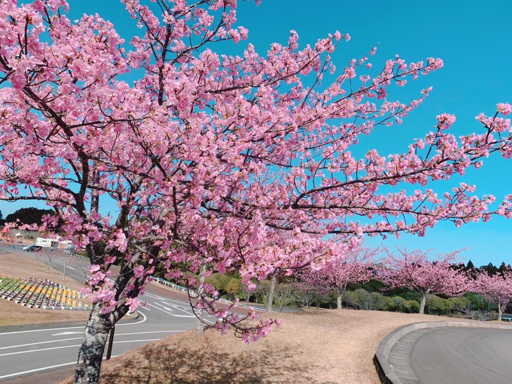 宮崎の桜・菜の花・チューリップ見ごろ情報【2024】-1