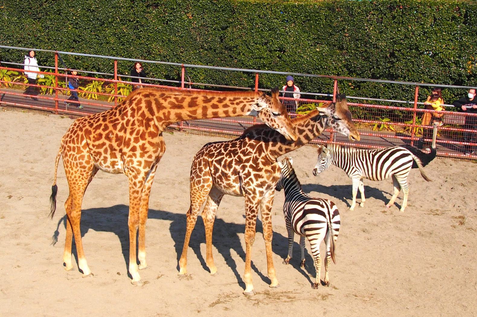 Miyazaki City Phoenix Zoo-0