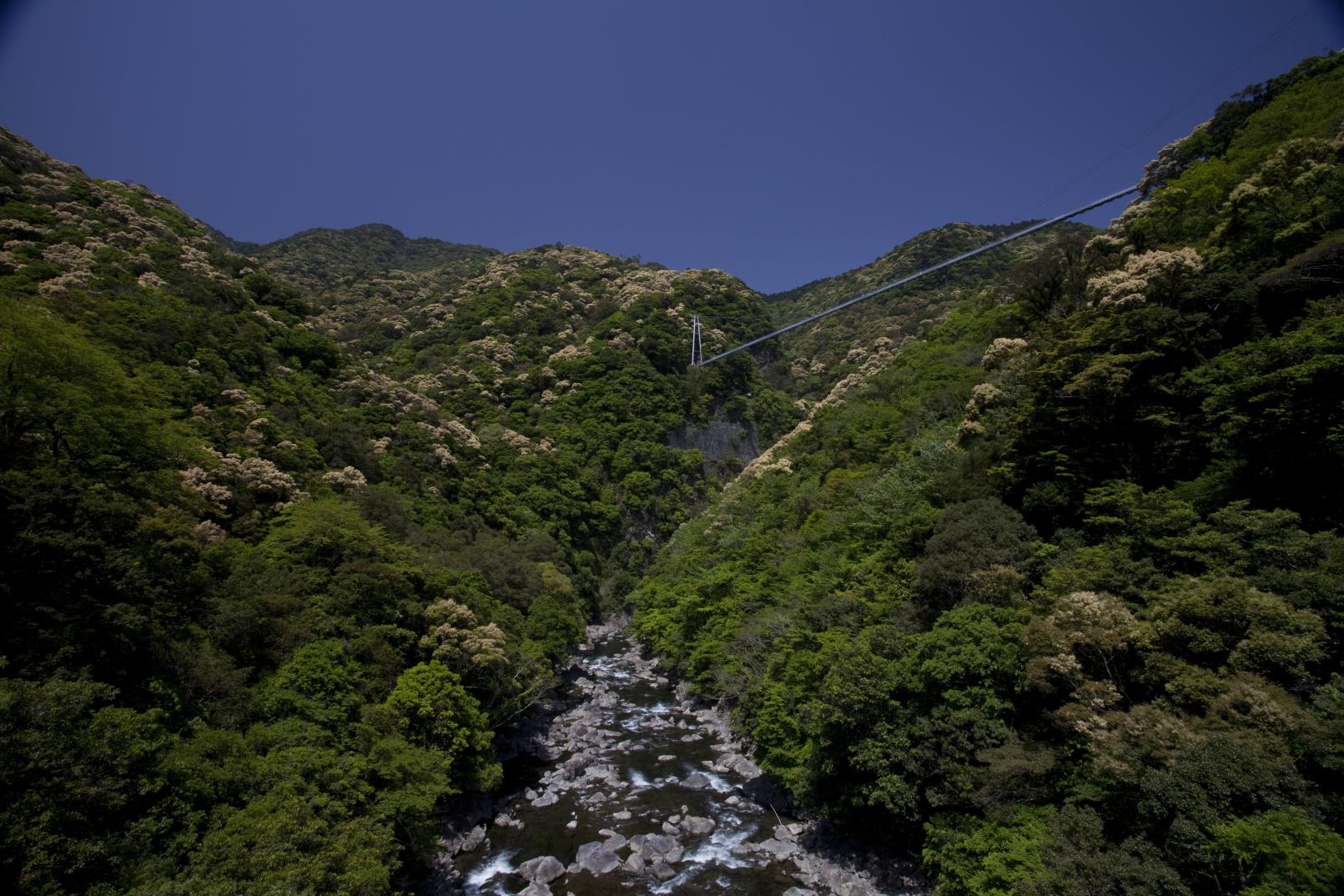 綾の照葉大吊橋(綾町)-1