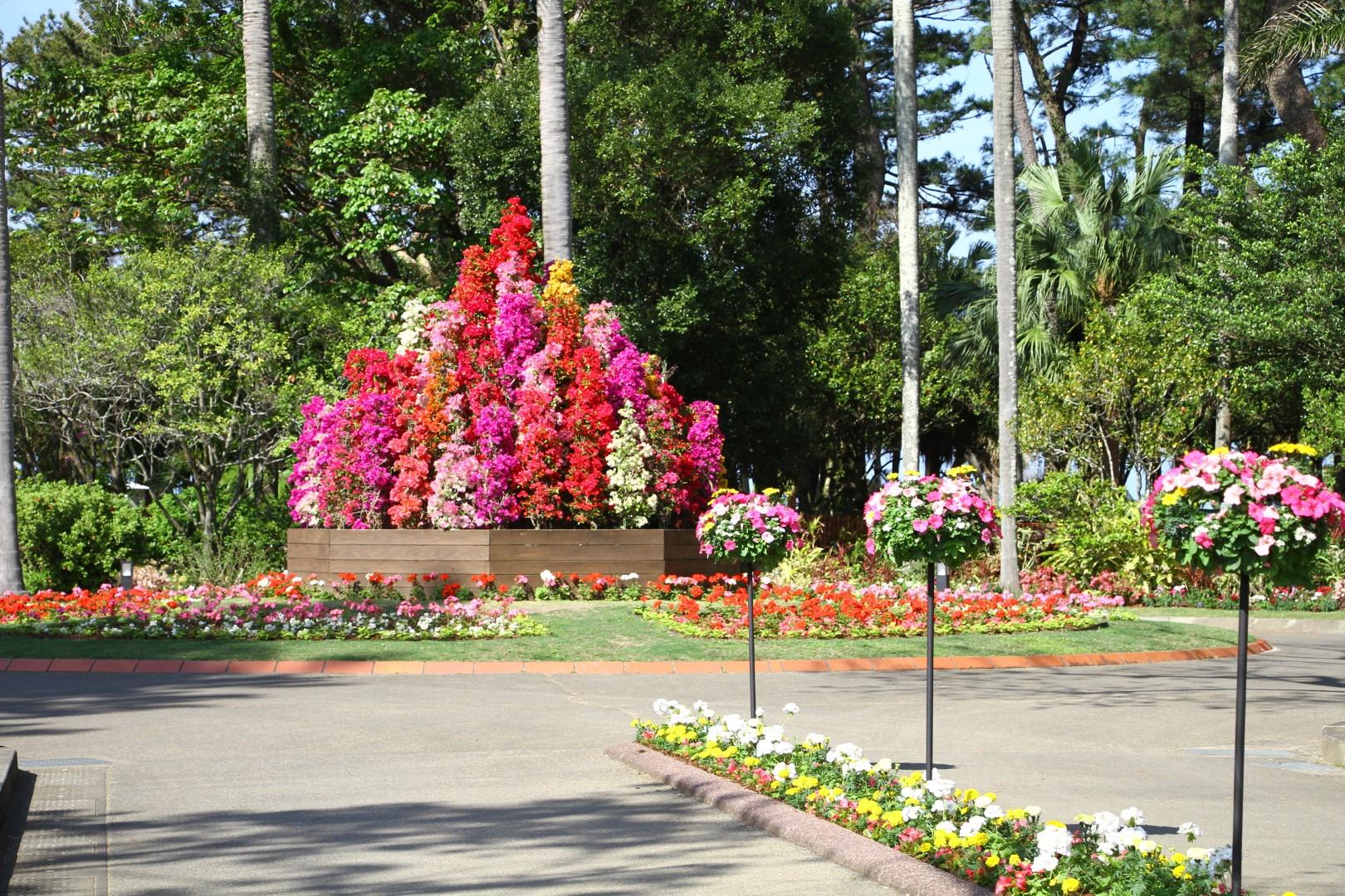 ブーゲンコレクション2026-1