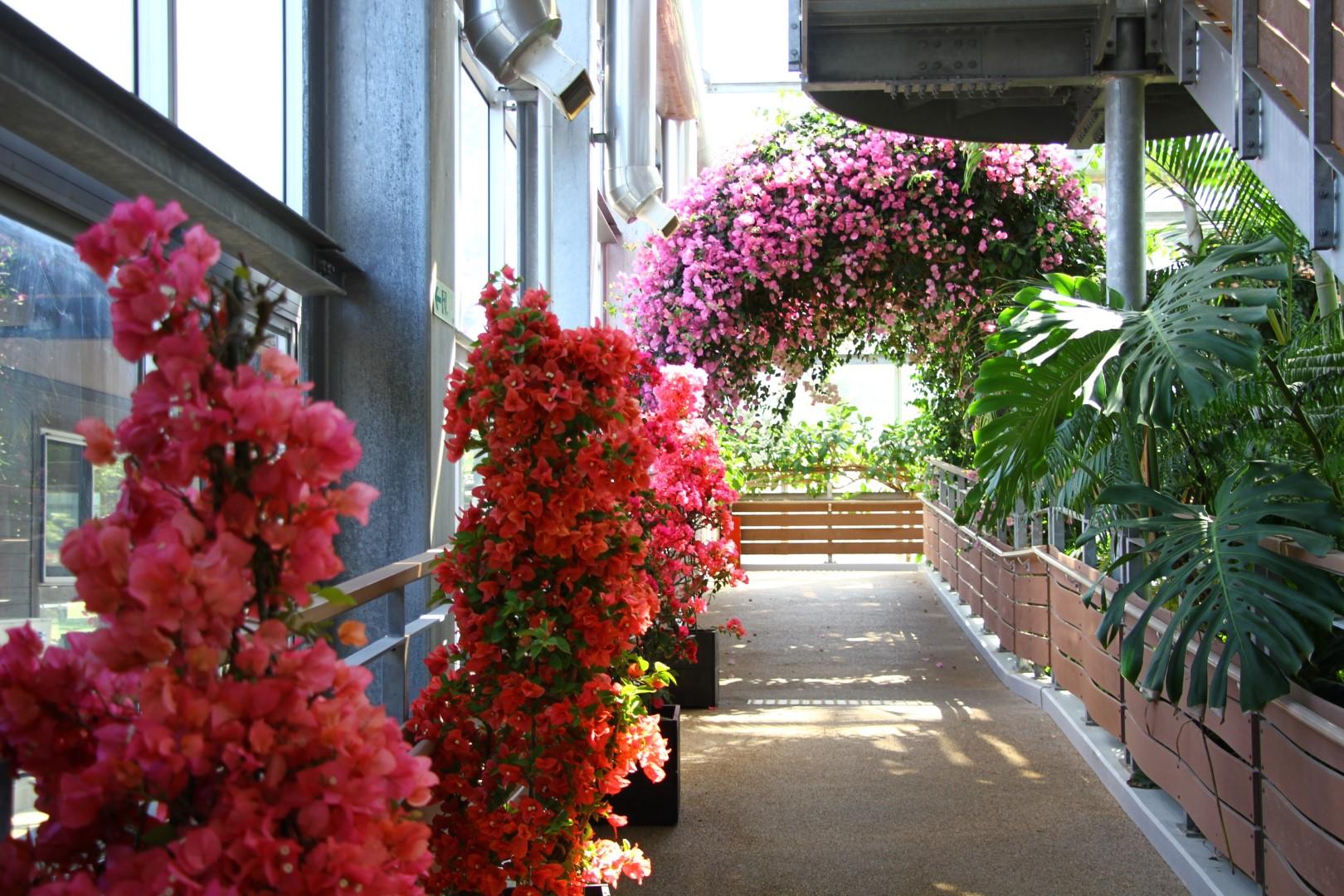 ブーゲンコレクション2026-3