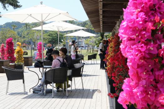 ブーゲンコレクション2026-2