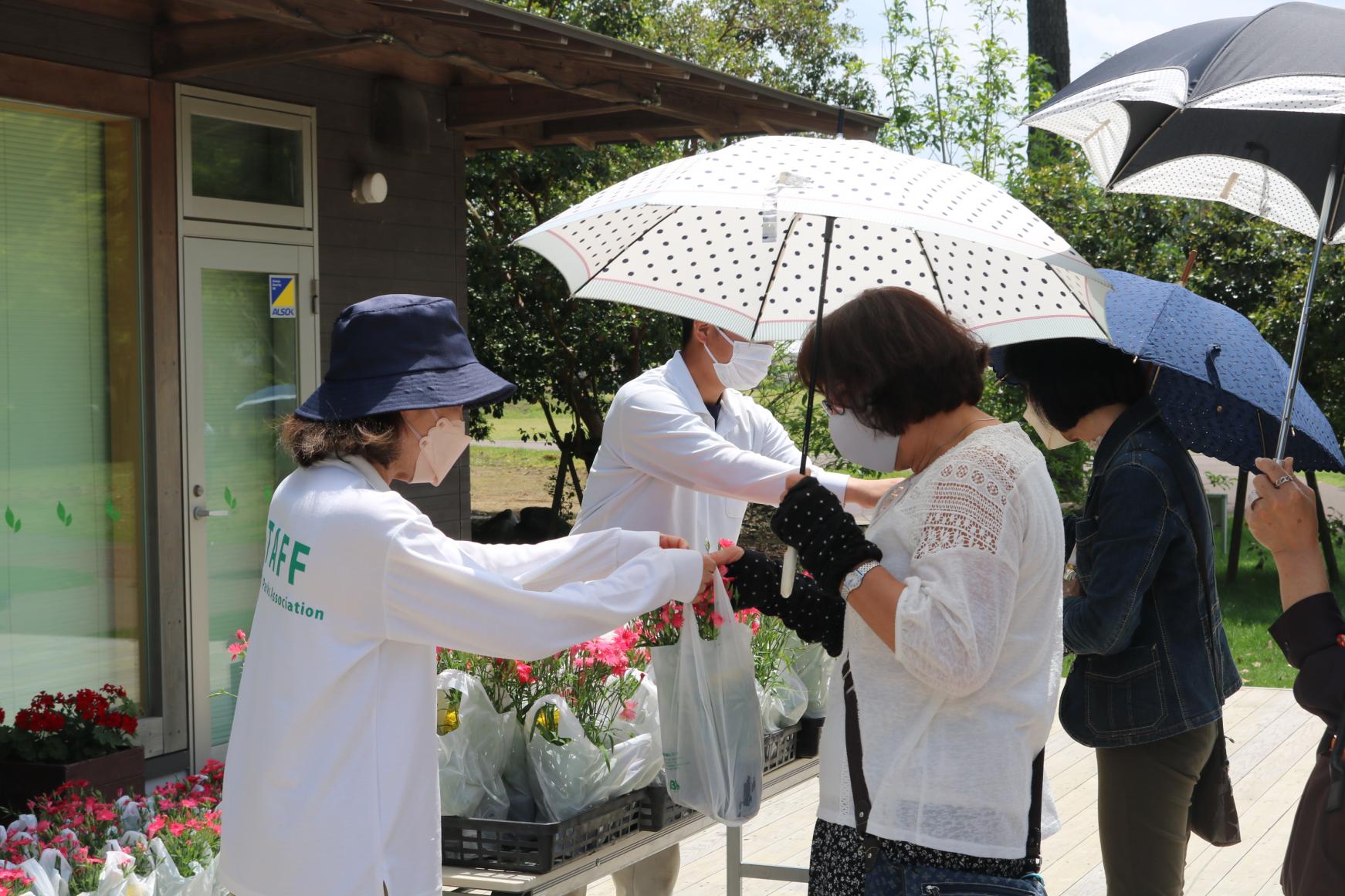 花苗プレゼント-1