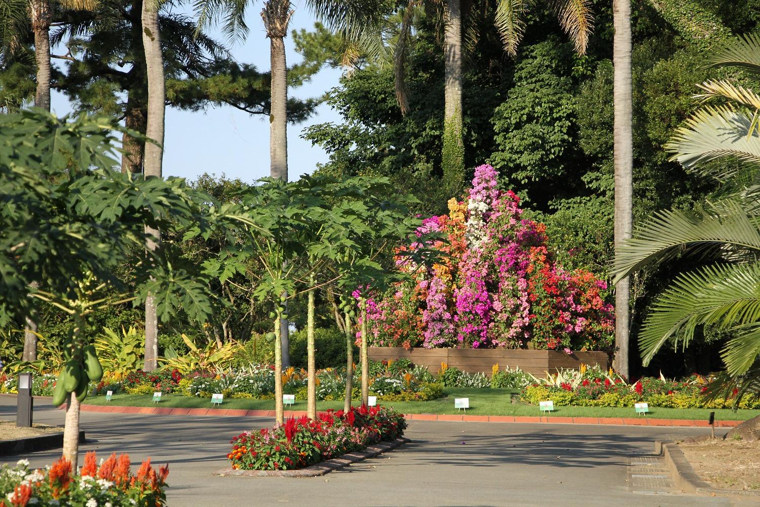 秋のフラワーショー-1